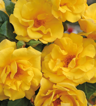 Ruža mnohokvetá ** ´SUNSHINE®´ Kordes 2012, 40-50 cm, kont. 2 l