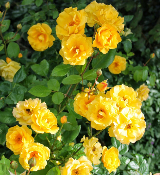 Ruža mnohokvetá ** ´SUNSHINE®´ Kordes 2012, 40-50 cm, kont. 2 l