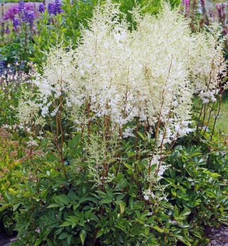 Astilba nska MIGHTYPLONIE kont. 1,5 l