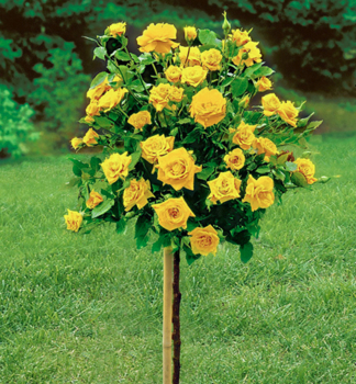 Ruža stromèeková ´GOLDEN PARFUM´ na kmienku 90-100 cm, zemný bal