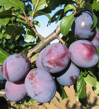 Slivka neskor� �PRESIDENT�, 160-180 cm, podp. myrobal�n, kont. 7,5 l