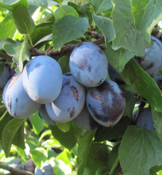 Slivka stredne skor� �DOM�CA VE�KOPLOD�, 150-170 cm, podp. myrobal�n, kont. 7,5 l