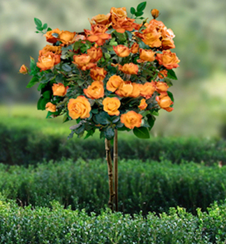 Ruža stromèeková ´DORIS TYSTERMAN´ * na kmienku 90-100 cm, zemný bal