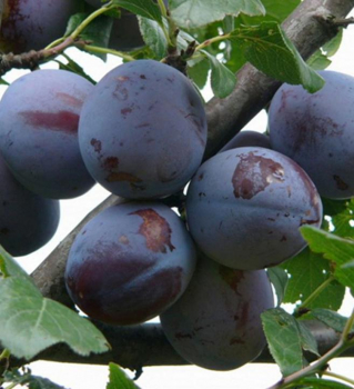 Slivka neskor� �HAGANTA�, podp. myrobal�n, 170-190 cm, vo�nok.