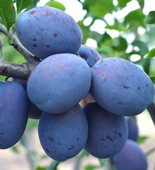 Slivka neskor� �TOPTASTE��, podp. myrobal�n, 200-220 cm, vo�nok.