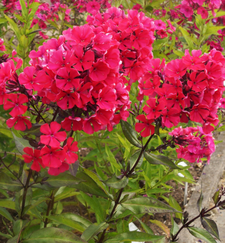 Flox metlinat� �STARFIRE�, kont. 0,5 l