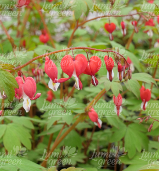 Obr�zok (7)