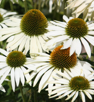 Echinacea purpurov� �WHITE SWAN� kont. 0,5 l
