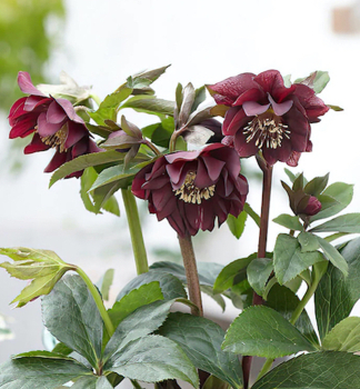 �emerica v�chodn� �DOUBLE ELLEN PURPLE��, kont. 1 l