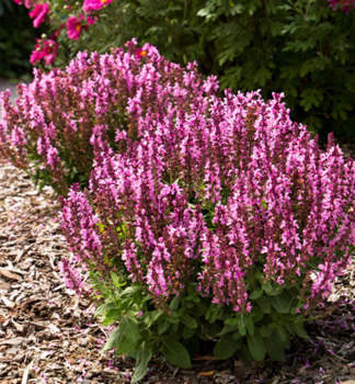 �alvia h�jna �SENSATION� DEEP ROSE IMPROVED�� kont. 0,5 l