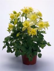 Orl��ek hybridn� �SPRING MAGIC YELLOW�, kont. 0,5 l