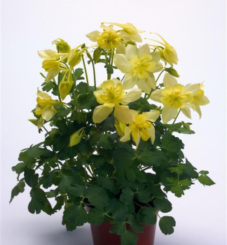 Orl��ek hybridn� �SPRING MAGIC YELLOW�, kont. 0,5 l