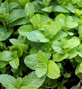 M�ta mentolov� �MOJITO�, kont. 1 l