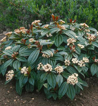 Kalina D�vidova 20-30 cm, kont. 2,5 l