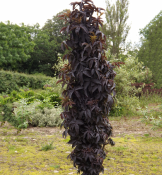 Baza čierna ´BLACK TOWER®´ 30-40 cm, kont. 2,5 l