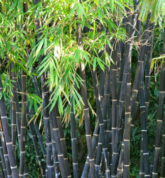 Bambus / Phyllostachys nigra 60-70 cm, kont. 10 l