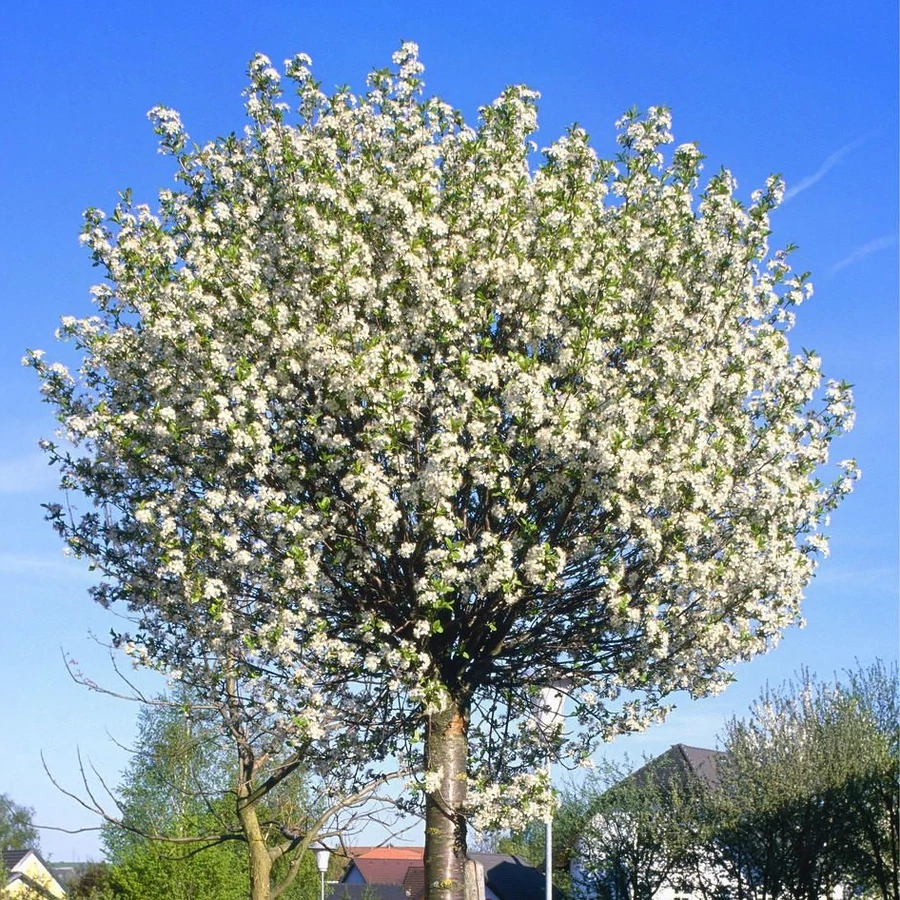 Okrasn� vi��a �GLOBOSA� na kmienku 120 cm, kont. 12 l