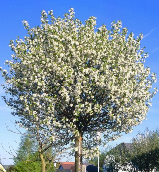 Okrasn� vi��a �GLOBOSA� na kmienku 120 cm, kont. 12 l