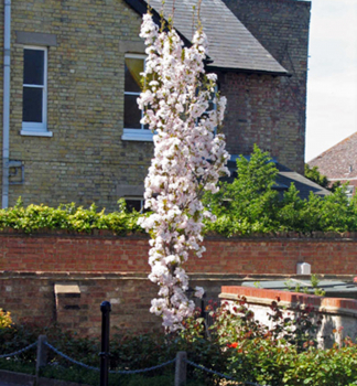 Okrasná èerešòa ´AMANOGAWA´ (Sakura) na kmienku 120 cm, kont. 15 l