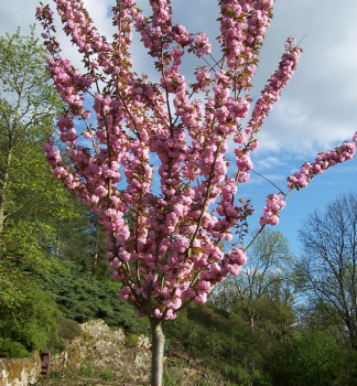 Okrasná čerešňa ´KANZAN´ (Sakura) 90-100 cm, kont. 5 l