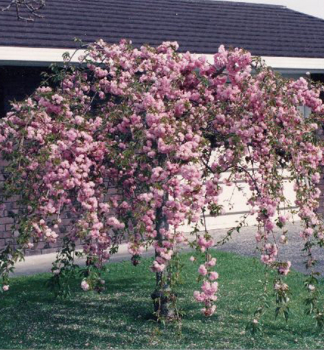 Okrasná èerešòa ´KIKU SHIDARE´ (Sakura) na kmienku 150 cm, kont. 10 l