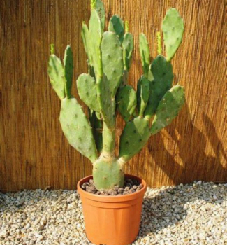 Opuncia figov�, 20-30 cm, kont. 4 l
