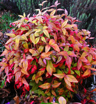Nandina hybridn� �FIRE POWER� 20-30 cm, kont. 2,5 l