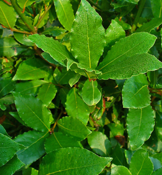 Vavrín pravý (Bobkový list) 20-30 cm, kont. 1 l