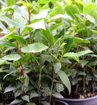 Obr�zok (7)