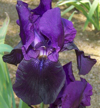 Kosatec nemeck� �BLACK TAFETTA�, kont. 1 l