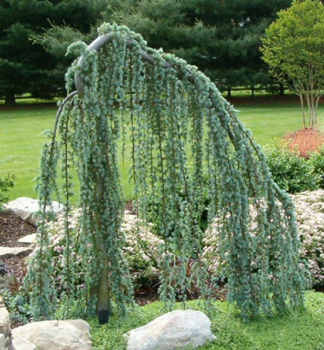 C�der atlantsk� �GLAUCA PENDULA� 160-180 cm, kont. 12 l