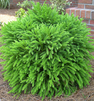 Kryptom�ria japonsk� �GLOBOSA NANA� 30-40  cm, kont. 9 l