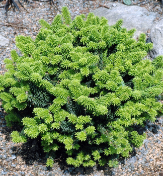 Jed�a balzamov� �PICCOLO� 15-20 cm, kont. 2,5 l