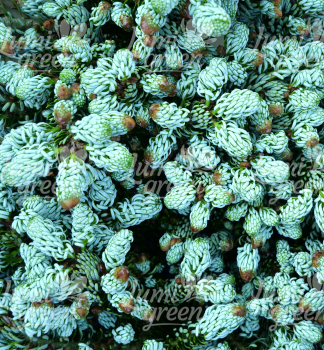 Obr�zok (5)
