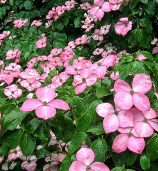 Drie� japonsk� �SATOMI� 60-80 cm, kont. 7 l