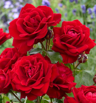 Ru�a mnohokvet� �NINA WEIBULL��, kont. 3 l