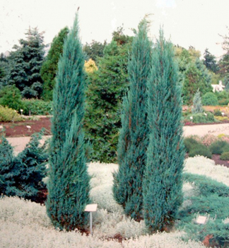 Borievka viržínska ´BLUE ARROW´ 80-90 cm, kont. 2,5 l