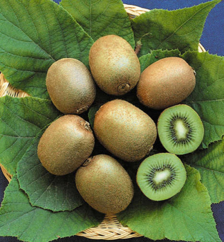 Kiwi veľkoplodé ´HAYWARD´ 60-70 cm, kont. 1 l