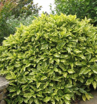 Obr�zok (1)