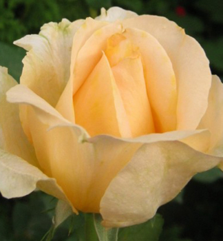 Ruža veľkokvetá kríková ´CASANOVA´ *** 15-20 cm, zemný bal