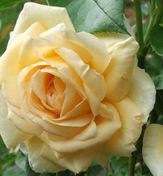 Ruža stromèeková ´CASANOVA´ *** na kmienku 100 cm, kont. 3 l