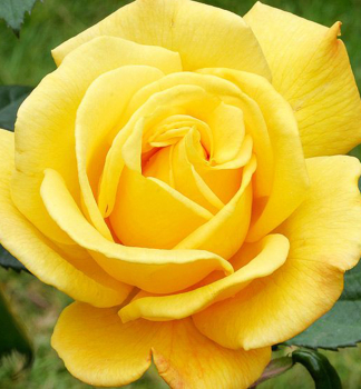 Ruža veľkokvetá kríková ´GOLDEN PARFUM´ **** 15-20 cm, zemný bal