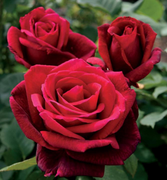 Ruža veľkokvetá kríková ´MR. LINCOLN´ *** 15-20 cm, zemný bal