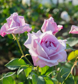 Ruža veľkokvetá kríková ´SISSI´ *** ADR, 15-20 cm, zemný bal