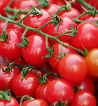 Supersladké cherry rajčiny ´SUPER SWEET F1´ 1 ks v kont. 0,3 l