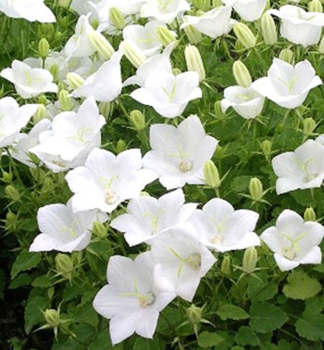 Zvon�ek karpatsk� �PEARL WHITE� kont. 1 l