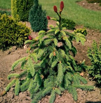 Smrek obyajn ACROCONA 50-60 cm, kont. 7,5 l