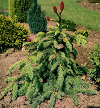 Smrek oby�ajn� �ACROCONA� 50-60 cm, kont. 7,5 l