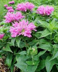 Obr�zok (2)