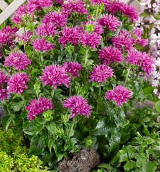 Monarda podvojn� �BABY SPICE� kont. 1 l